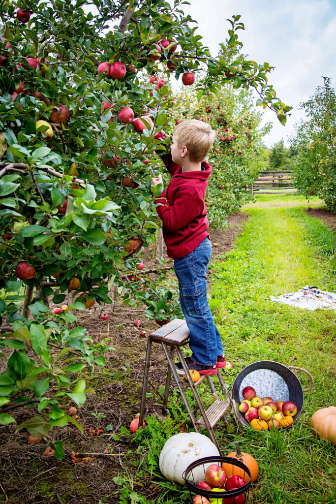 A boy picking apples in the orchard