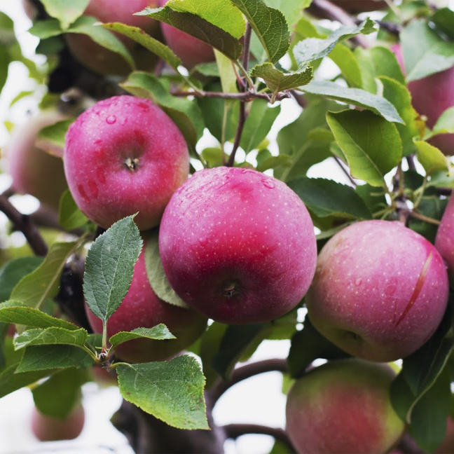 McIntosh Apples