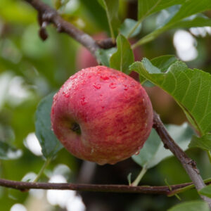 Gala Apples