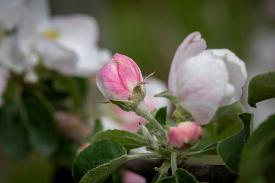 Apple blossoms