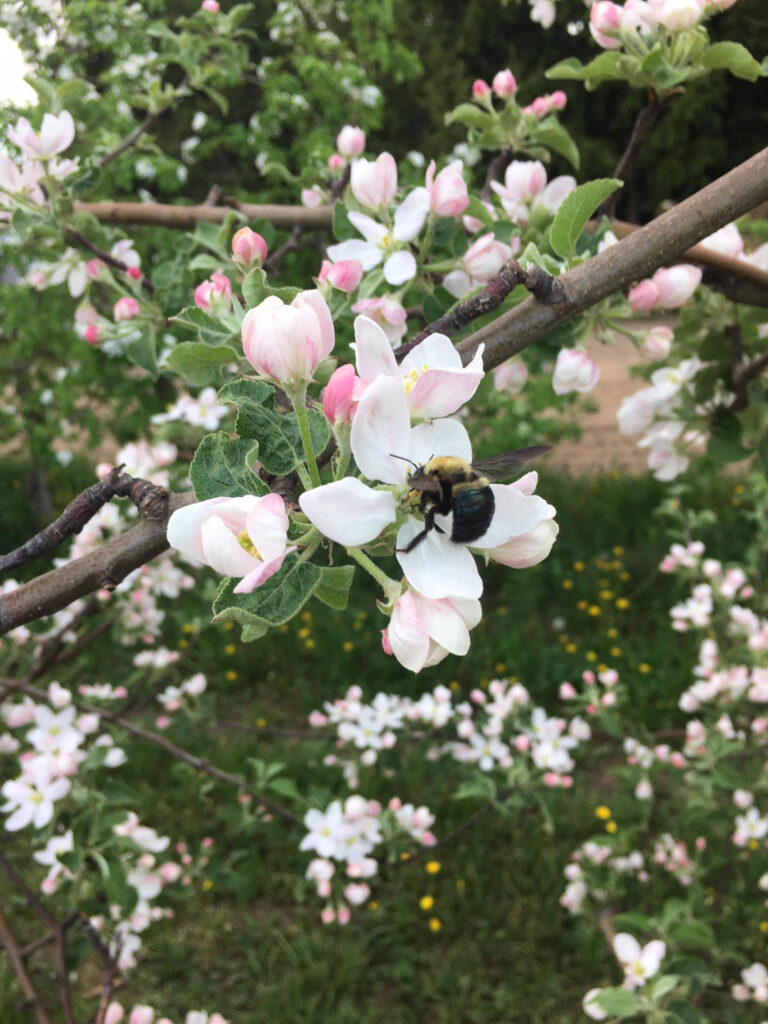 May 25 - bees