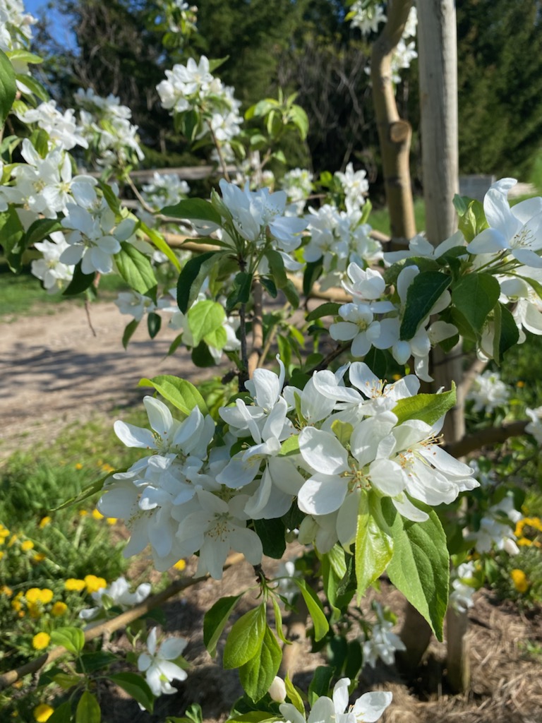 Blossom Watch 05.17.22.1