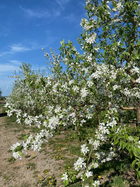 Blossom Watch 05.17.22.3