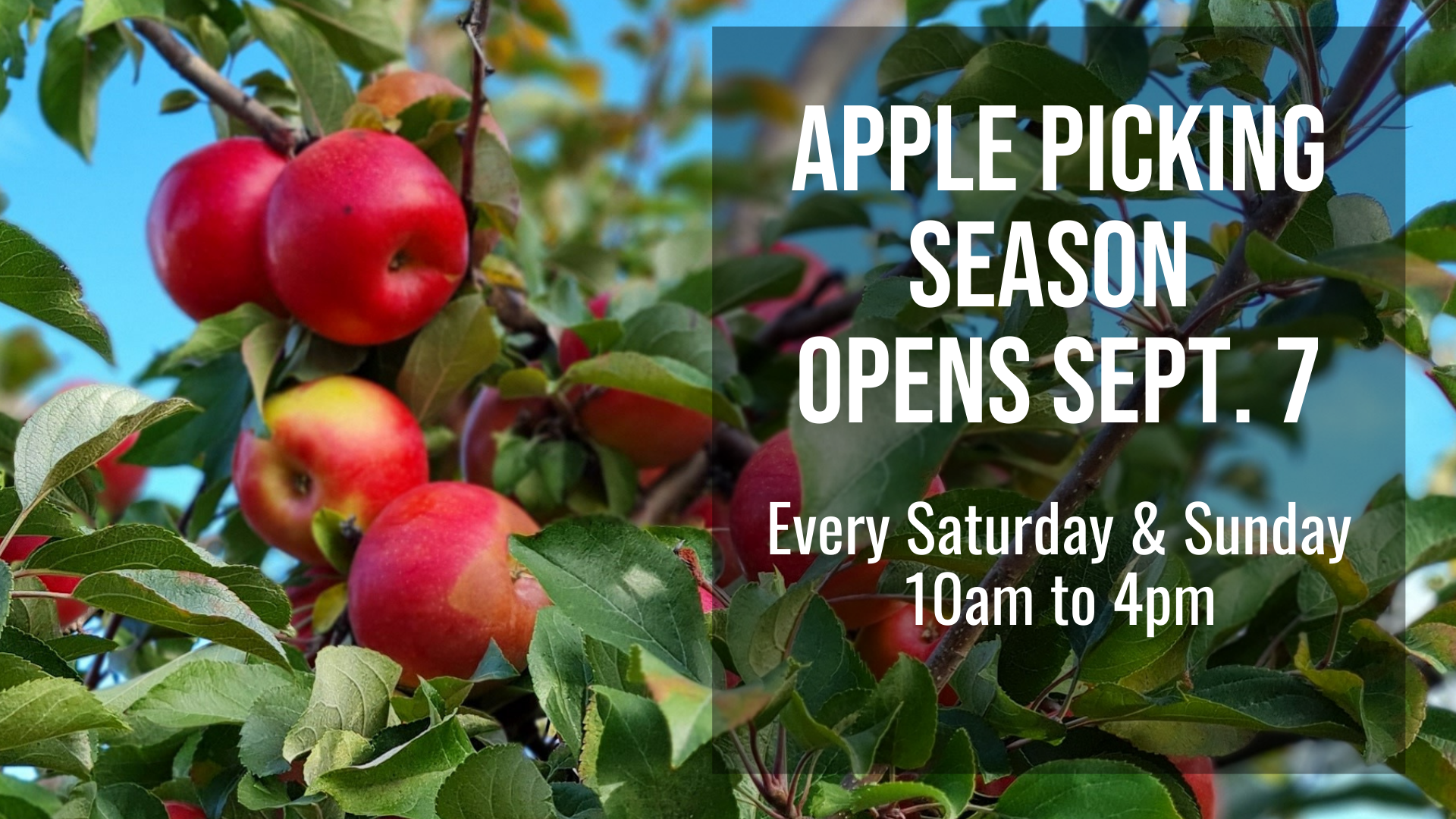 Apple Picking at Spirit Tree opens September 7, 2024