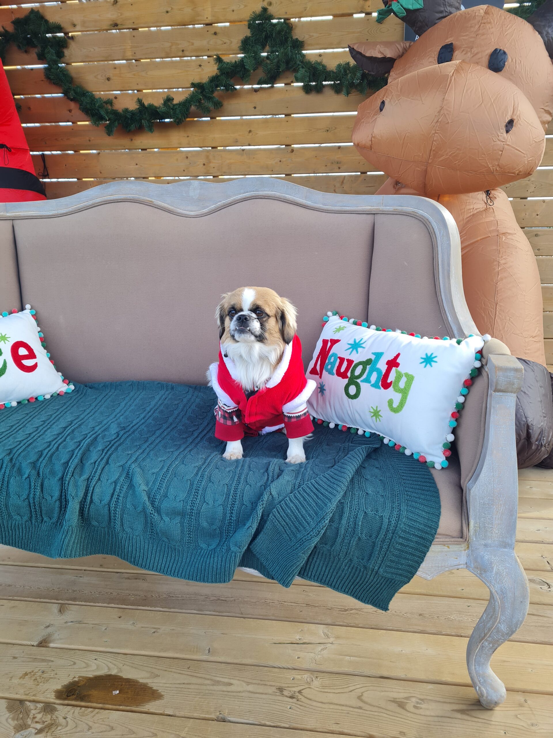 doggie dressed up as Santa