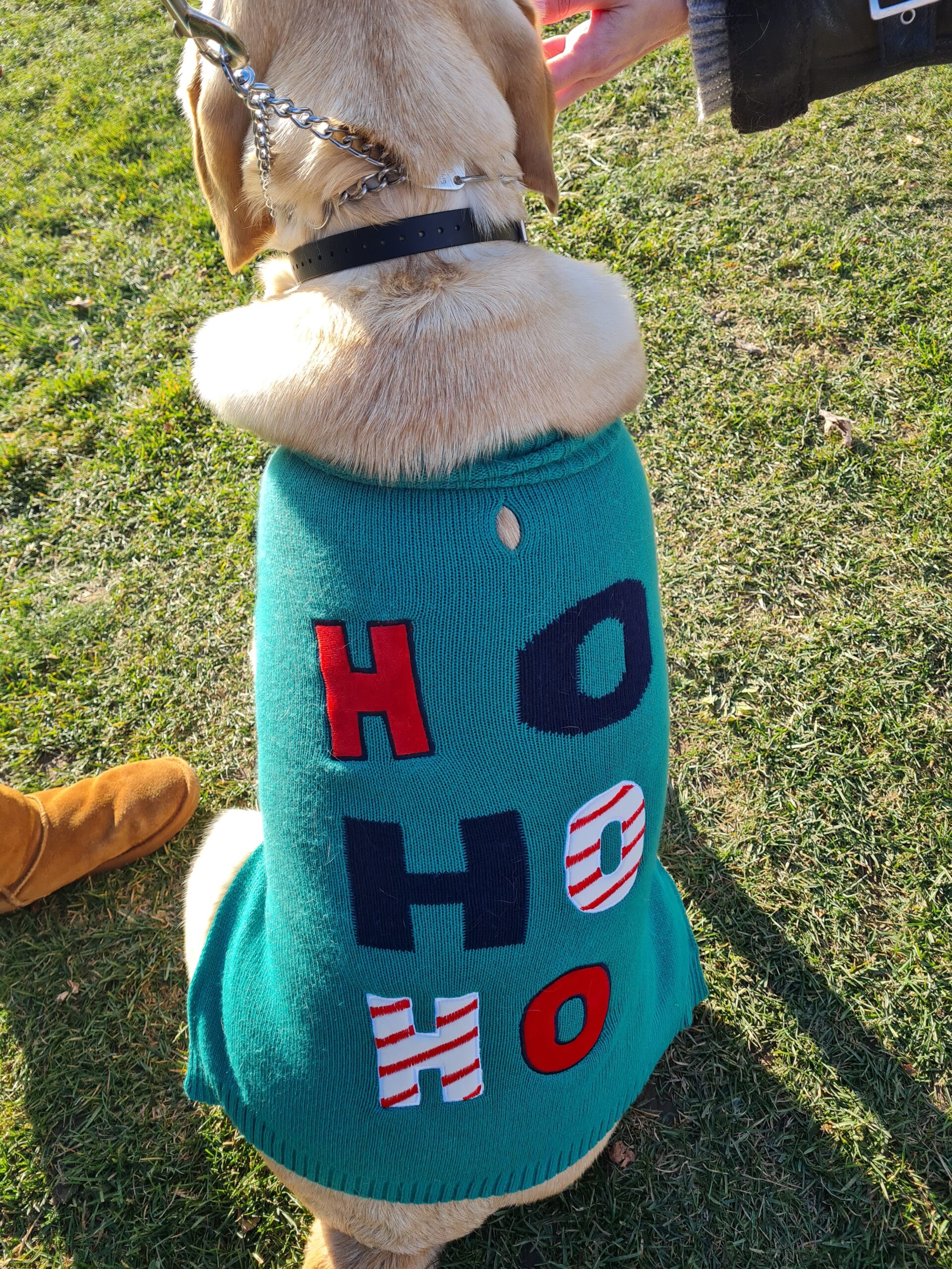 A Dog wearing a sweater at The Spirit Tree Christmas MArket