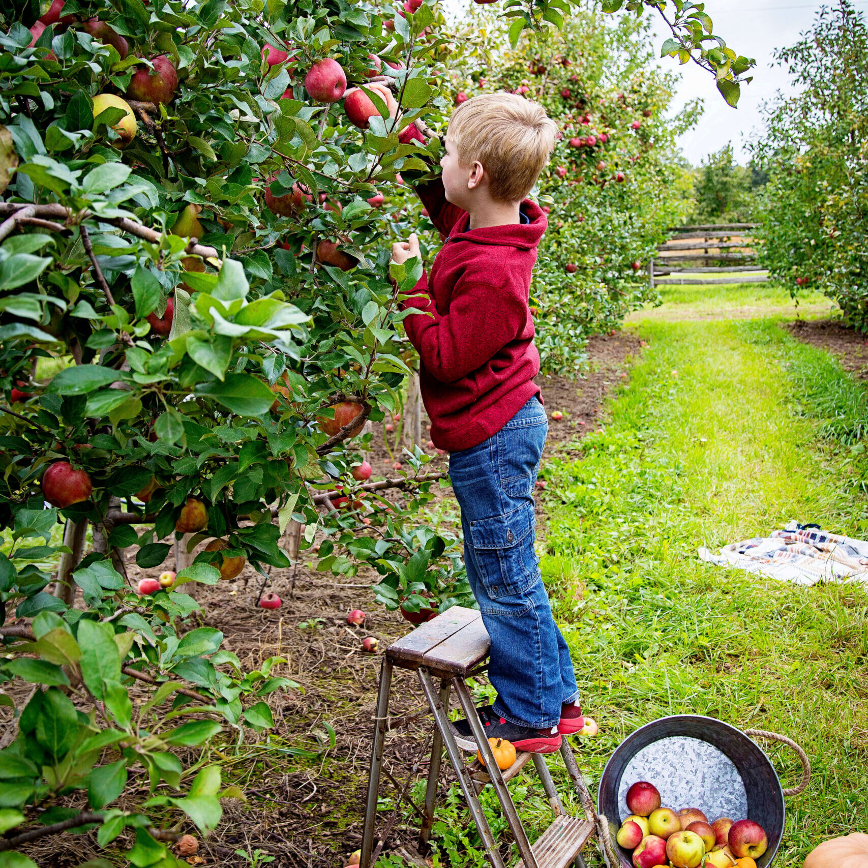 A boy picking apples in the orchard